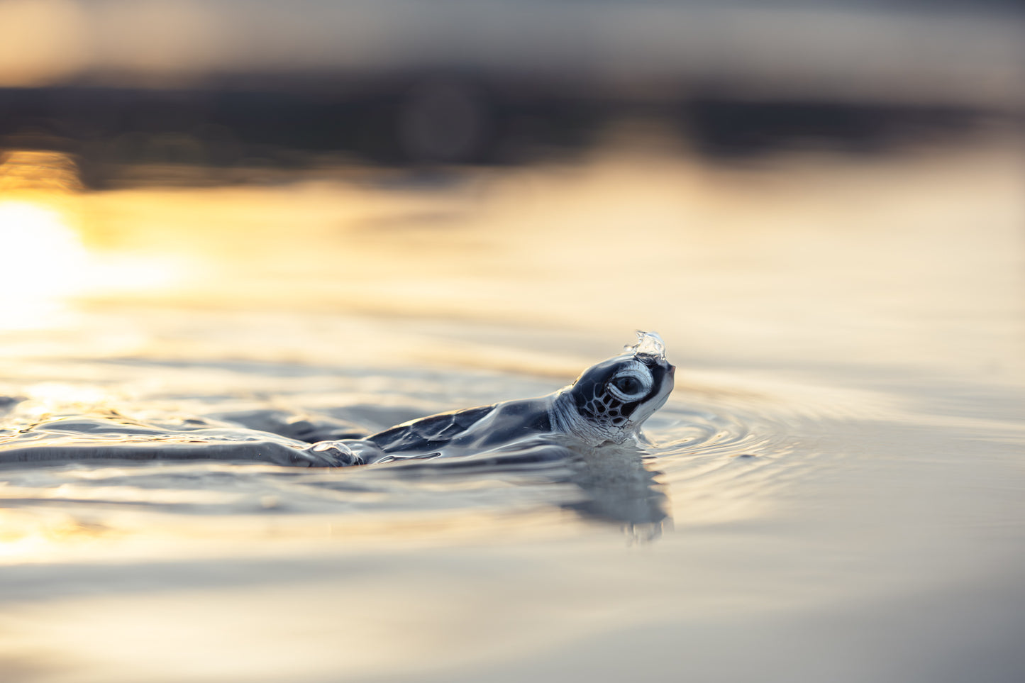 Lady Elliot Island Turtle Hatchling Expedition - February 2027