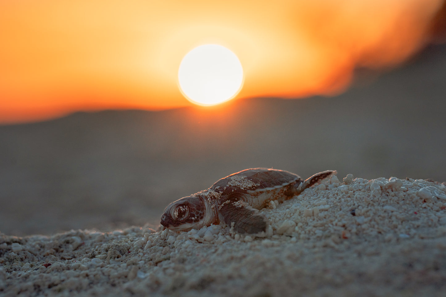Lady Elliot Island Turtle Hatchling Expedition - February 2026