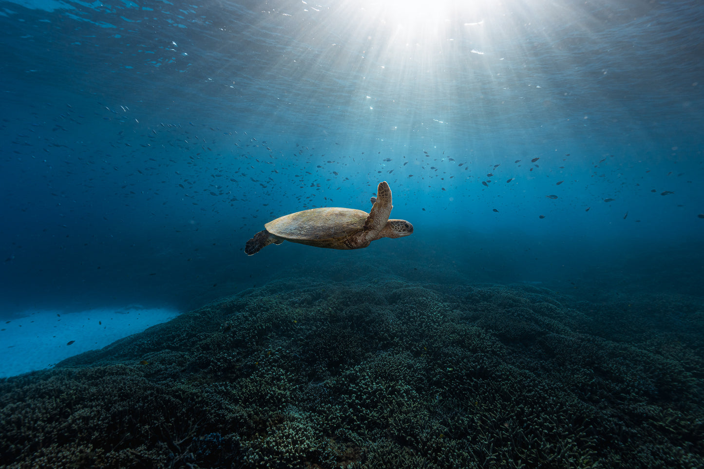 Lady Elliot Island Photography Workshop - July 2026