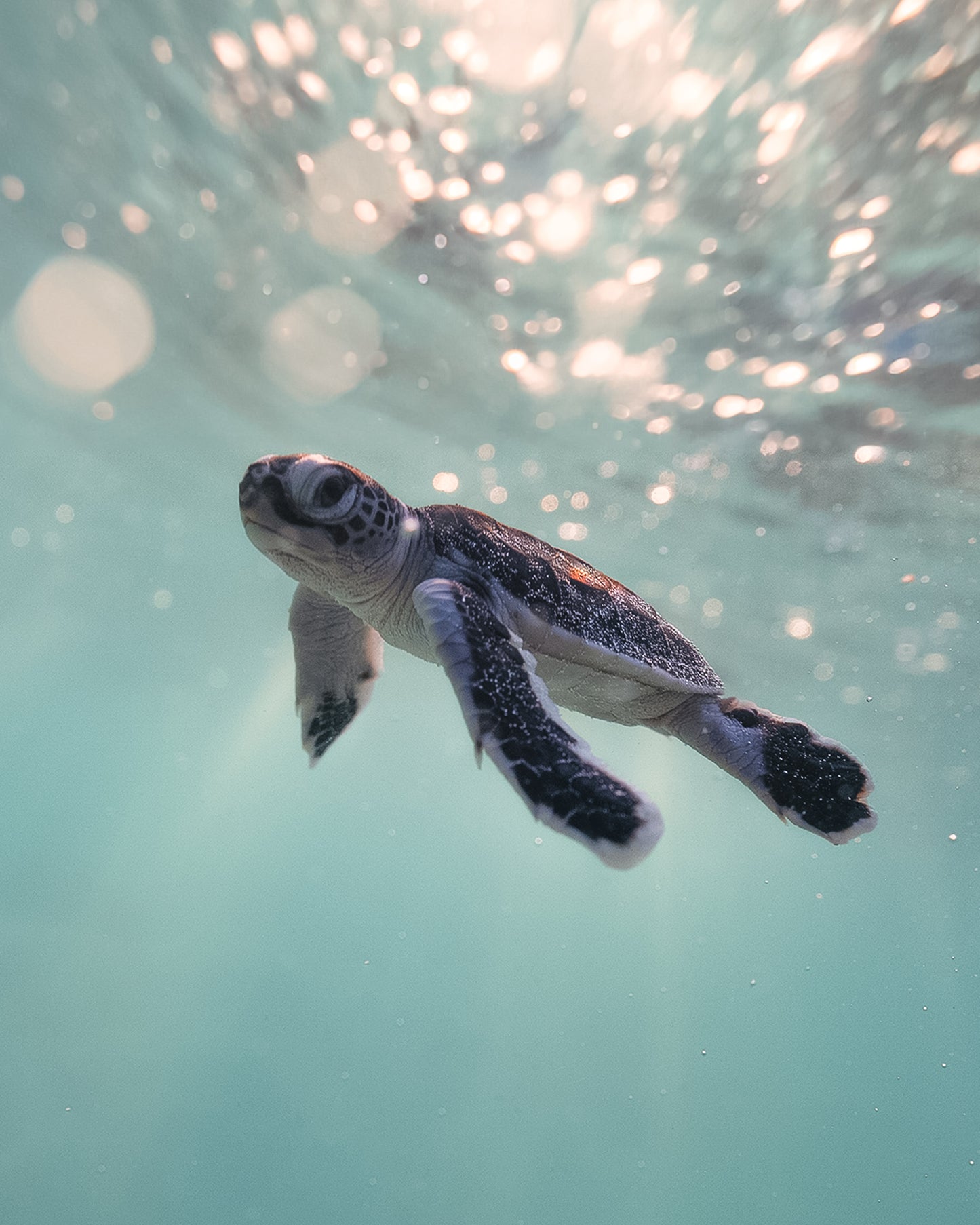 Online Coaching with Ross Long