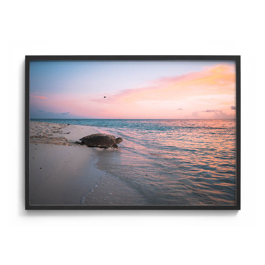 Green Sea Turtle’s Legacy: A Mother's Journey