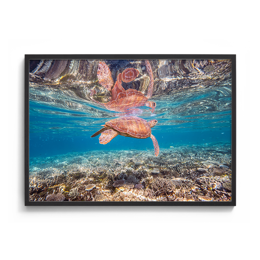 Green Sea Turtle: Amongst the Reef