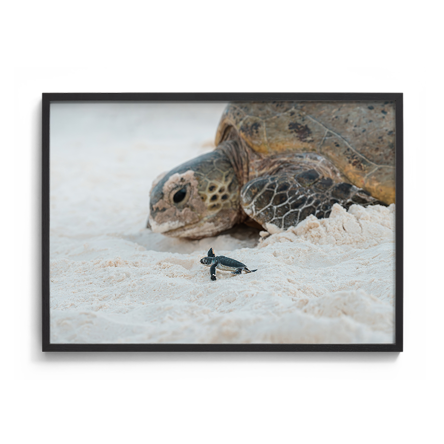 Green Sea Turtle Following the Tracks of an Elder