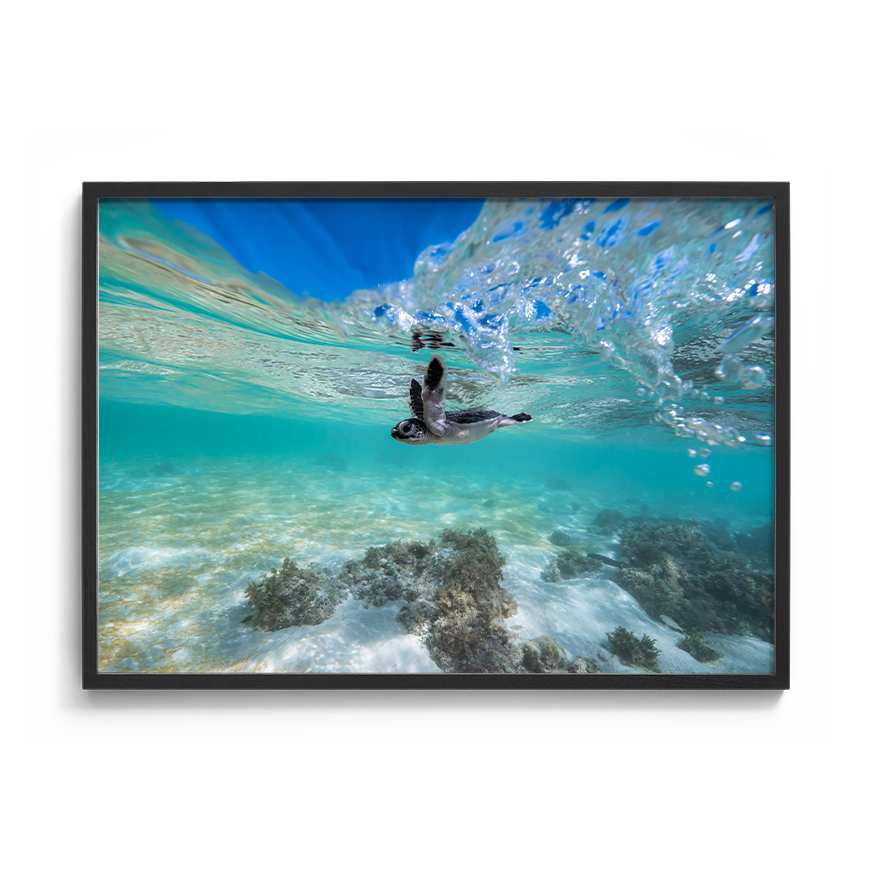 Green Sea Turtle’s First Dip