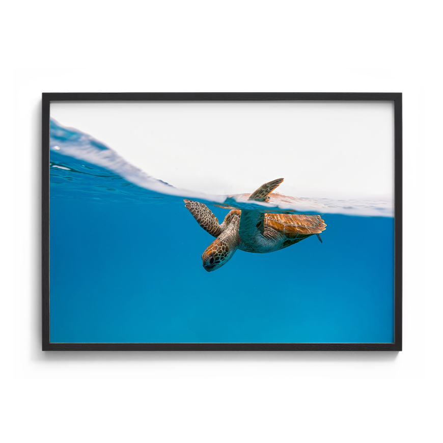 Green Sea Turtle’s Breath