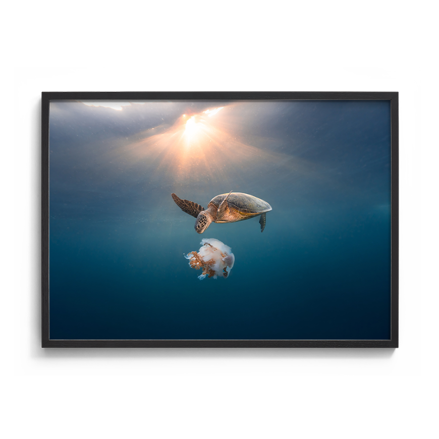 Green Sea Turtle's Twilight Delight