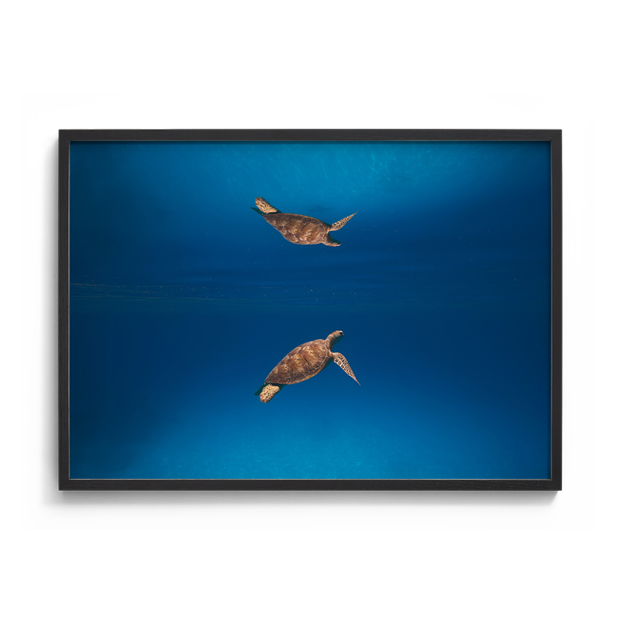 Green Sea Turtle’s Reflection