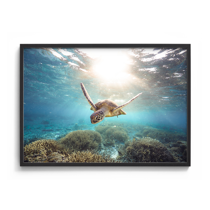 Green Sea Turtle’s Drift