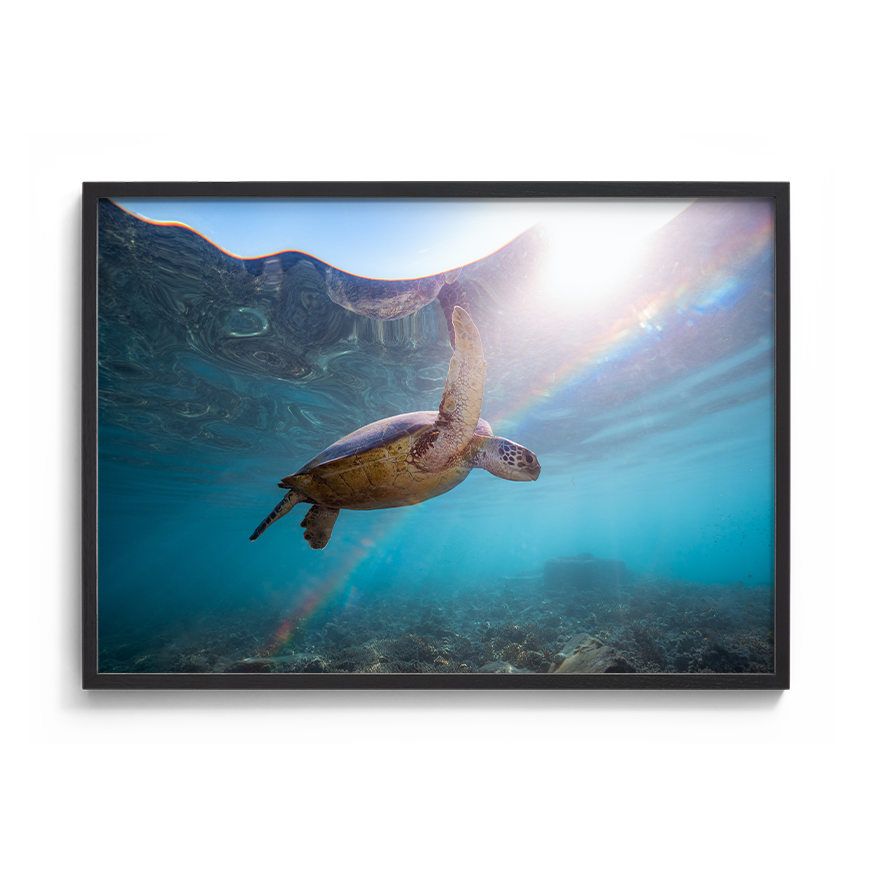 Green Sea Turtle’s Rainbow Odyssey