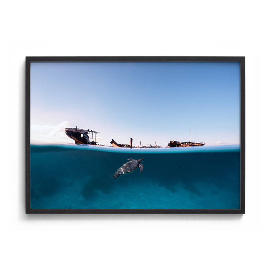 Green Sea Turtle’s Exploration