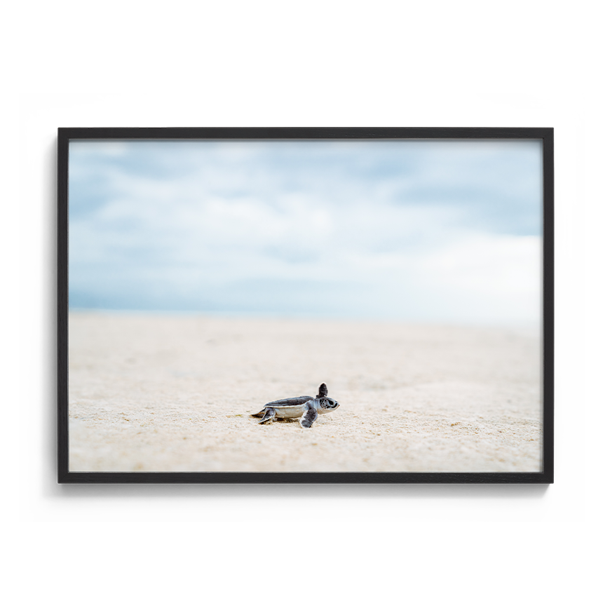 Green Sea Turtle’s Adventure begins