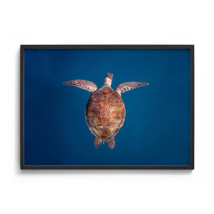 Green Sea Turtle: Emergence