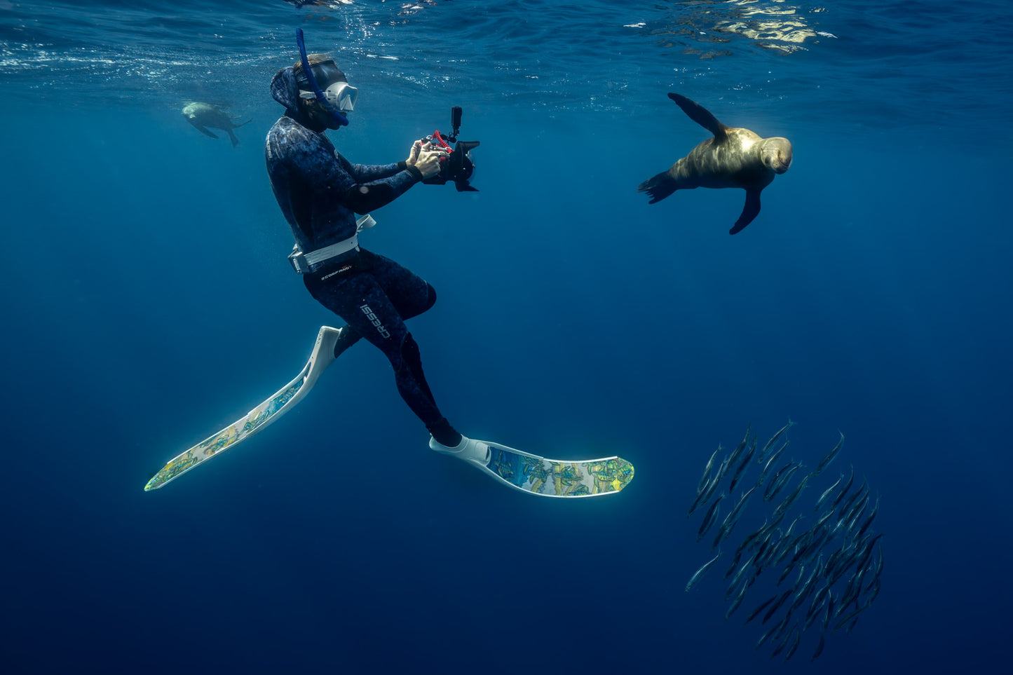 Baja Mobulas and Cetaceans Workshop 2026