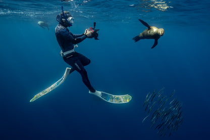 Baja Mobulas and Cetaceans Workshop 2026