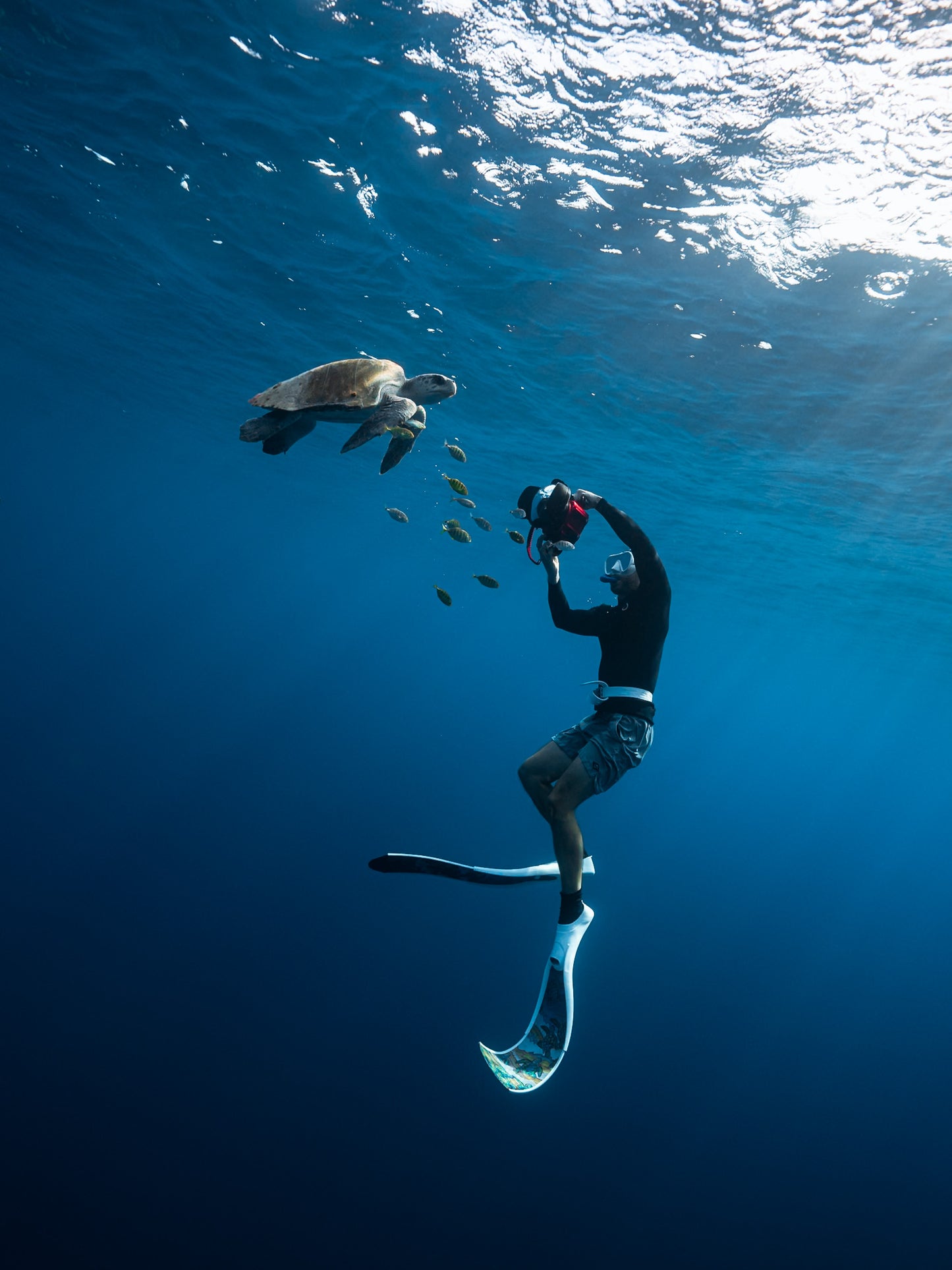 Baja Mobulas and Cetaceans Workshop 2026