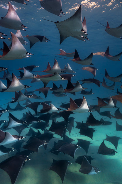 Baja Mobulas and Cetaceans Workshop 2026