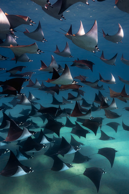 Baja Mobulas and Cetaceans Workshop 2026