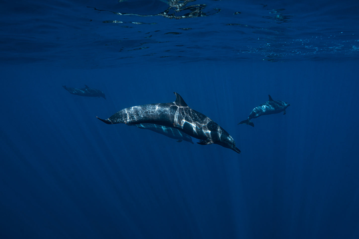 Baja Mobulas and Cetaceans Workshop 2026