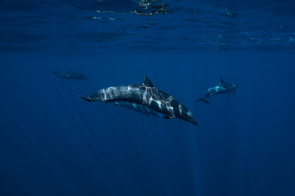 Baja Mobulas and Cetaceans Workshop 2026