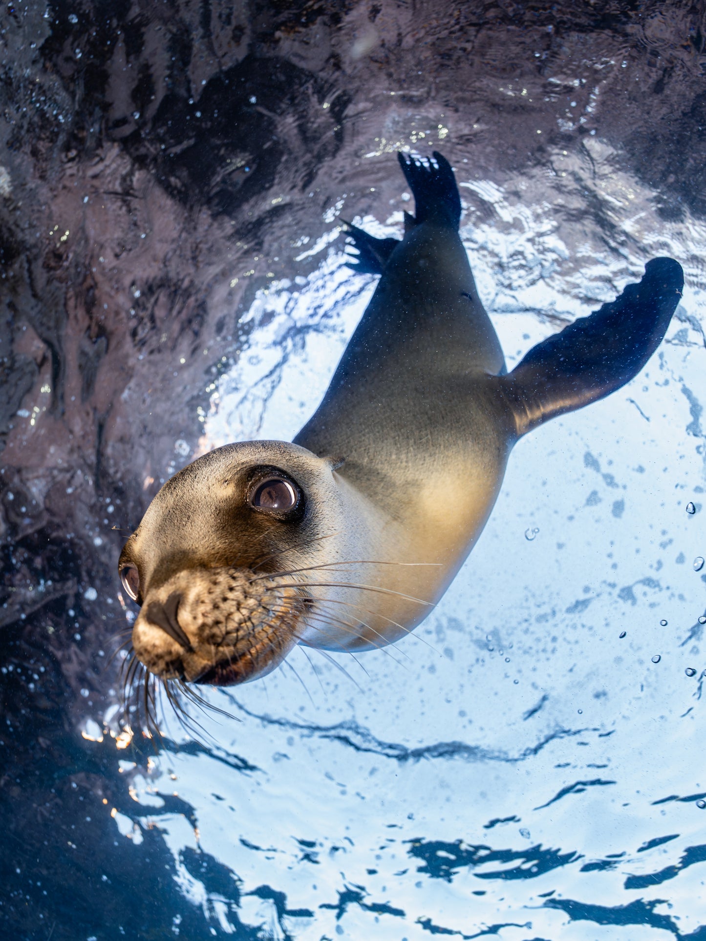 Baja Mobulas and Cetaceans Workshop 2026