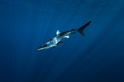 Baja Mobulas and Cetaceans Workshop 2026