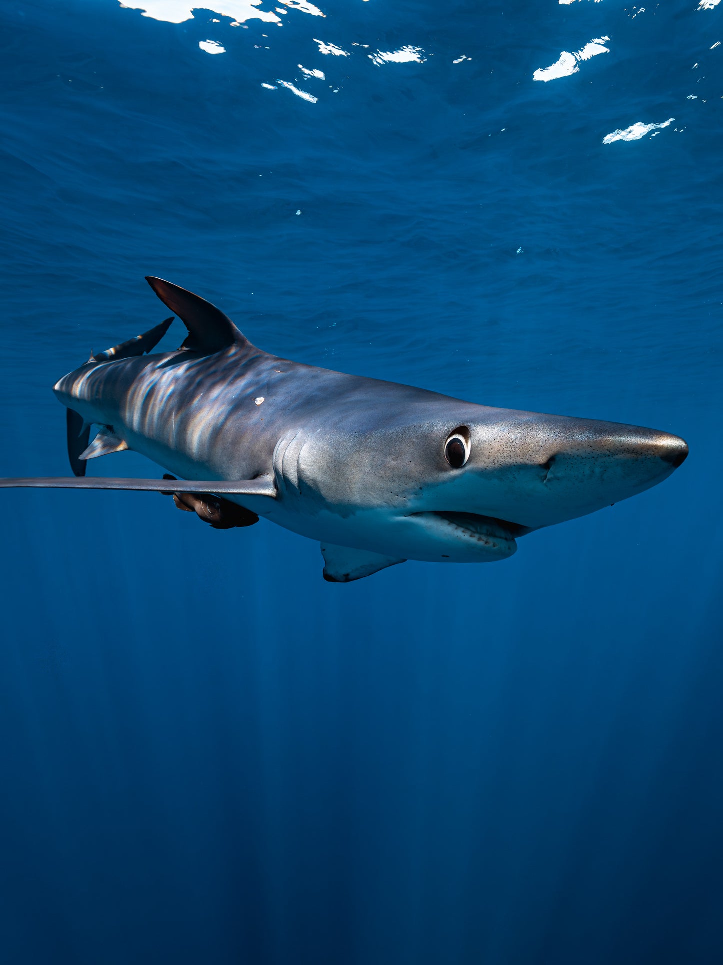 Baja Mobulas and Cetaceans Workshop 2026