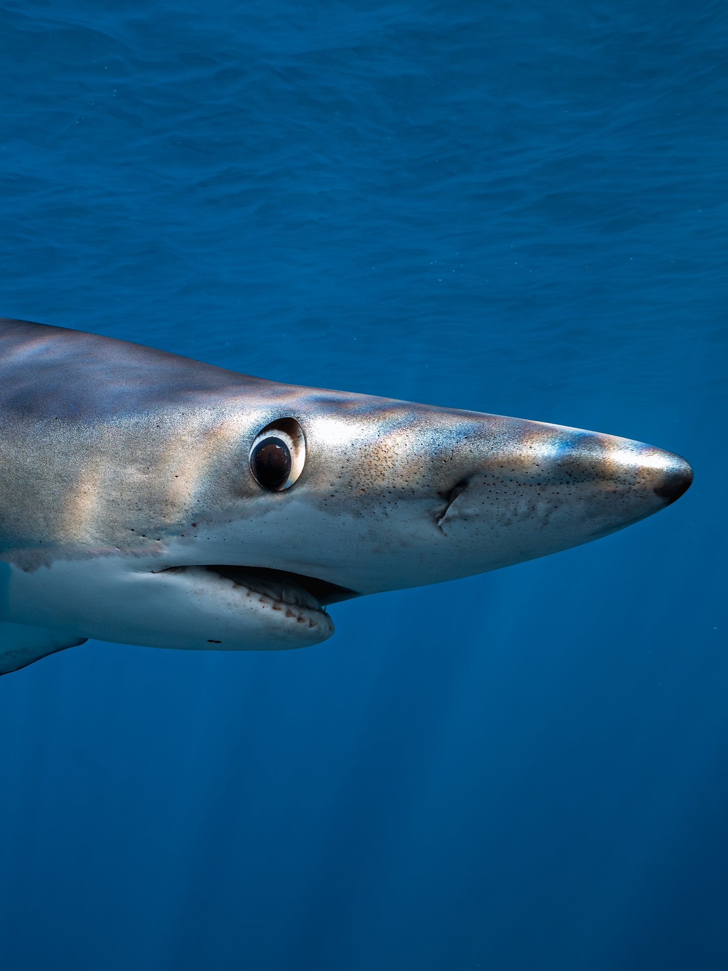 Baja Mobulas and Cetaceans Workshop 2026