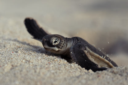 Heron Island - Turtle Hatchlings Workshop - 1st-6th February 2027