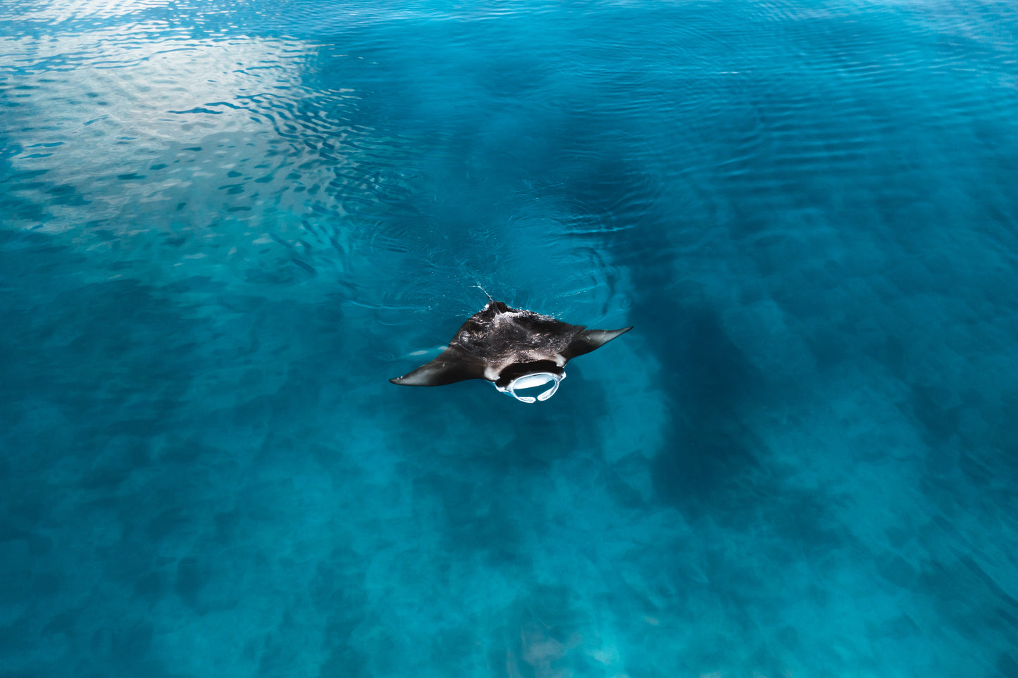 Lady Elliot Island Photography Workshop - November 2025