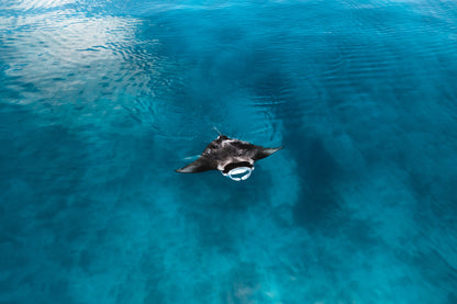 Lady Elliot Island Photography Workshop - November 2025
