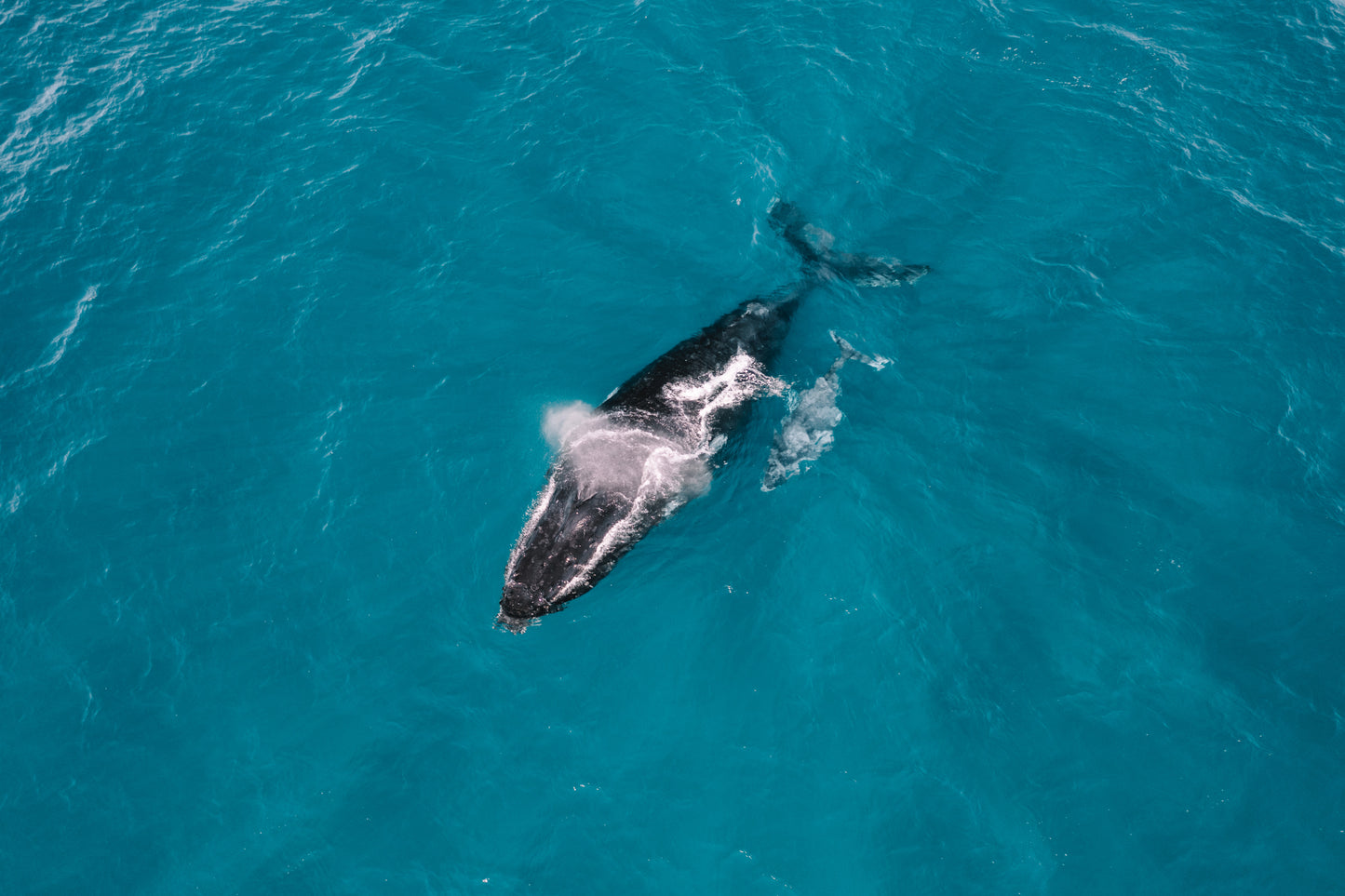 Humpback Whale Underwater Photography Workshop - Sunshine Coast
