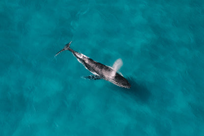 Humpback Whale Underwater Photography Workshop - Sunshine Coast