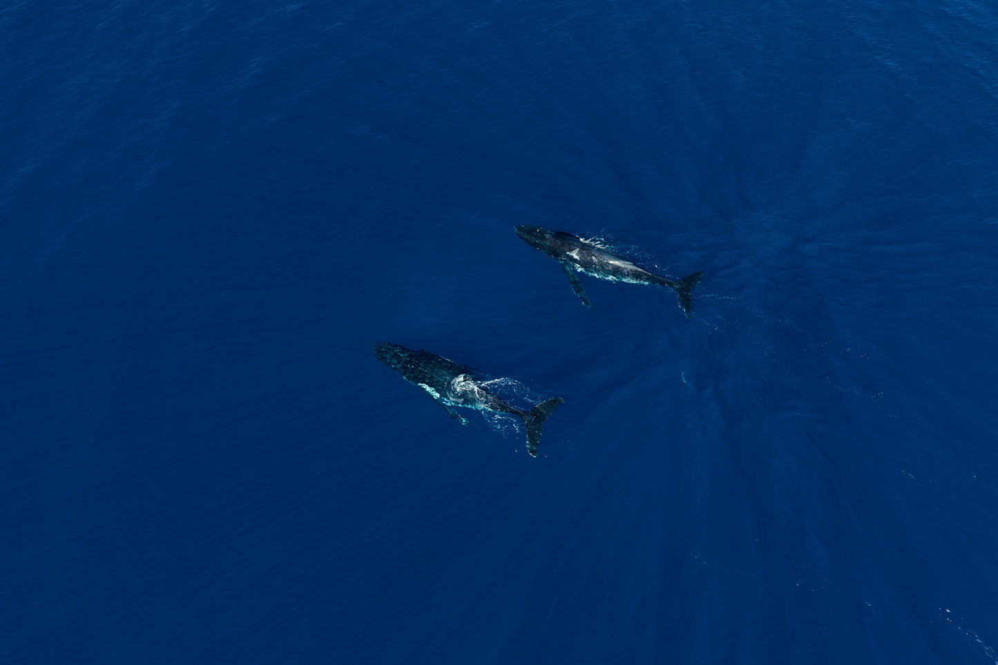Mo'orea Whale Retreat 2026