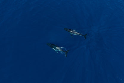 Mo'orea Whale Retreat 2026