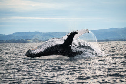 Humpback Whale Underwater Photography Workshop - Sunshine Coast