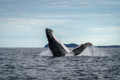 Humpback Whale Underwater Photography Workshop - Sunshine Coast