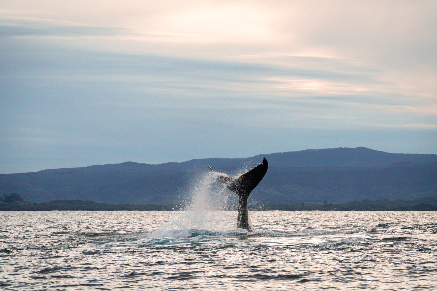 Humpback Whale Underwater Photography Workshop - Sunshine Coast