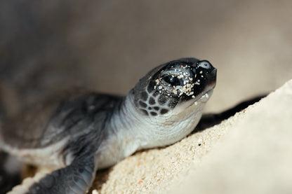 Heron Island - Turtle Hatchlings Workshop - 1st-6th February 2027