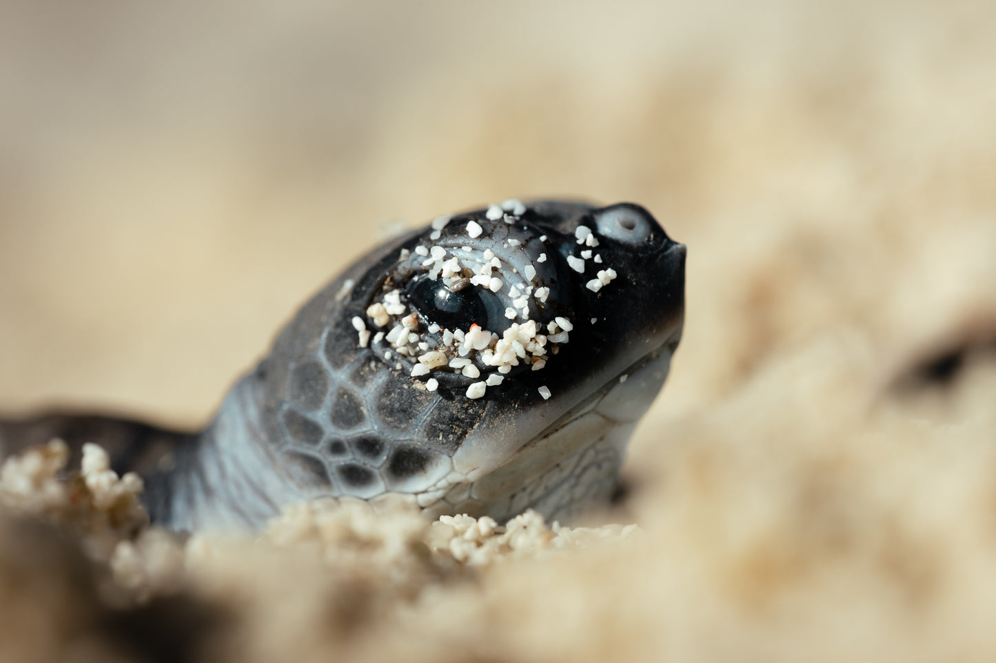 Heron Island - Turtle Hatchlings Workshop - 1st-6th February 2027