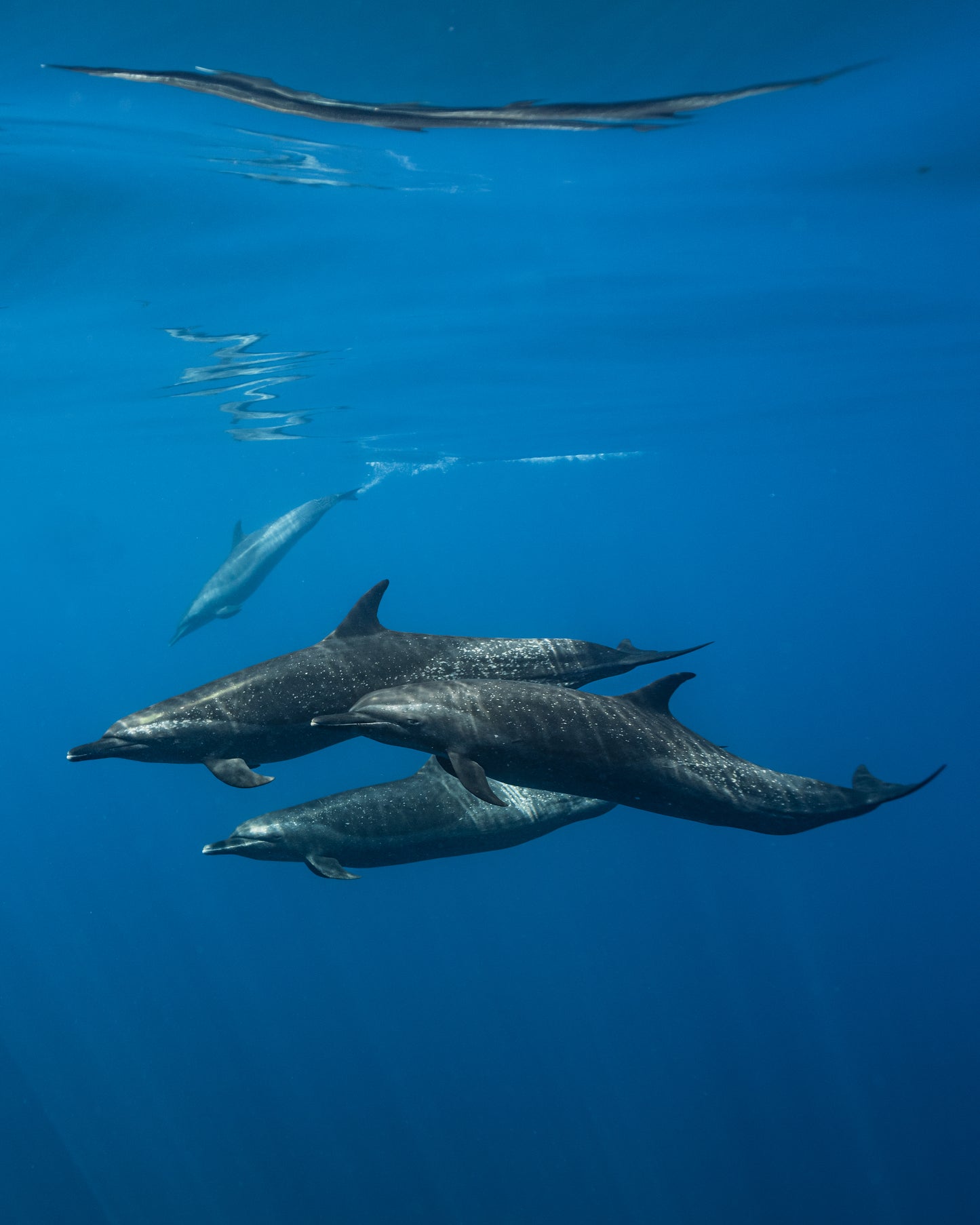 Baja Mobulas and Cetaceans Workshop 2026