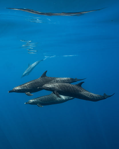 Baja Mobulas and Cetaceans Workshop 2026