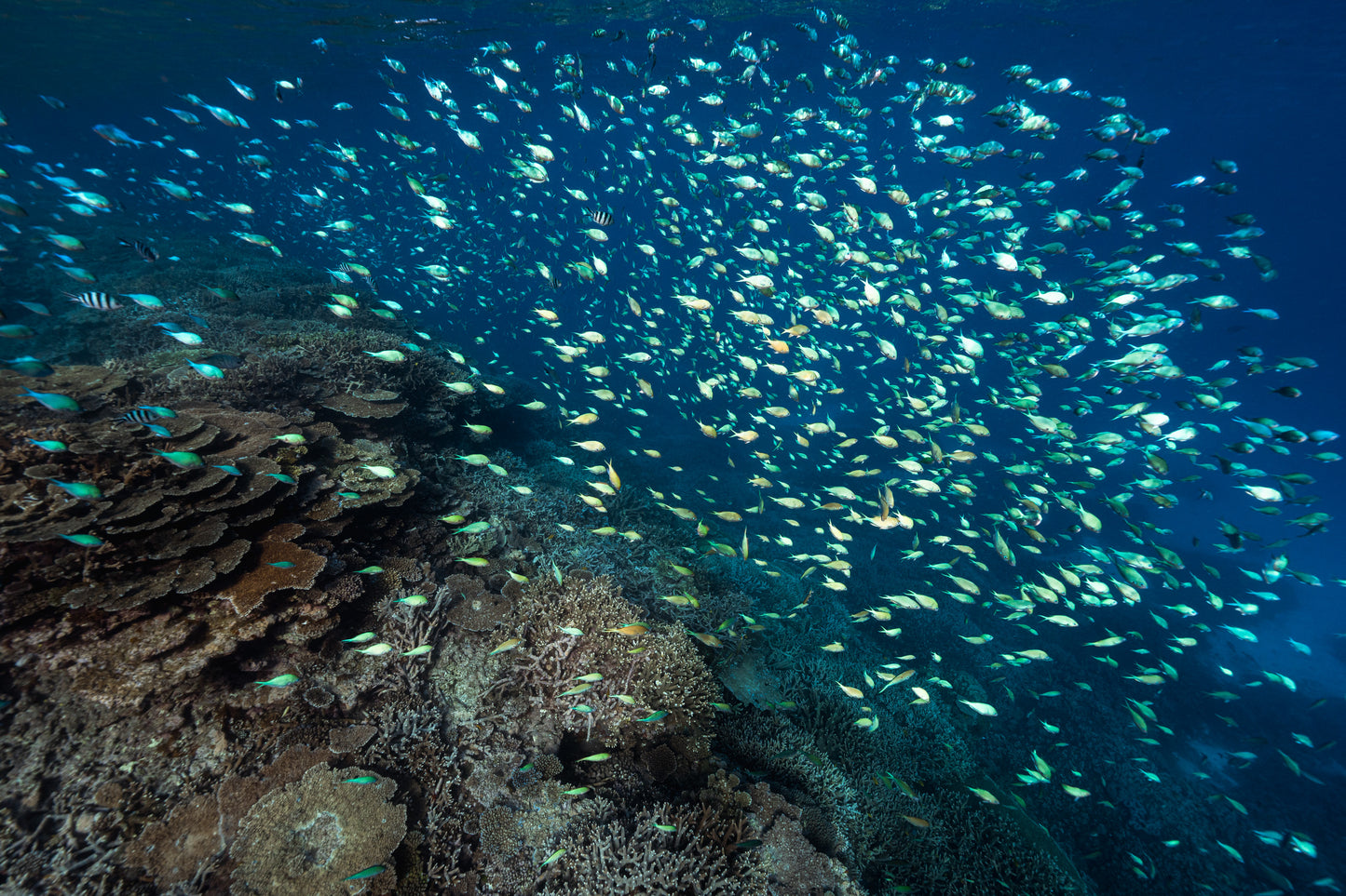 Lady Elliot Island Photography Workshop - November 2026