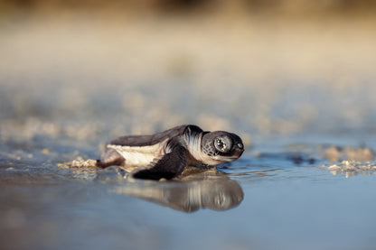 Heron Island - Turtle Hatchlings Workshop - 1st-6th February 2027