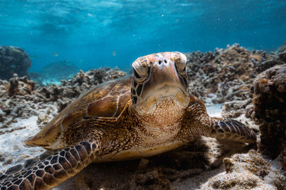 Lady Elliot Island Photography Workshop - November 2026
