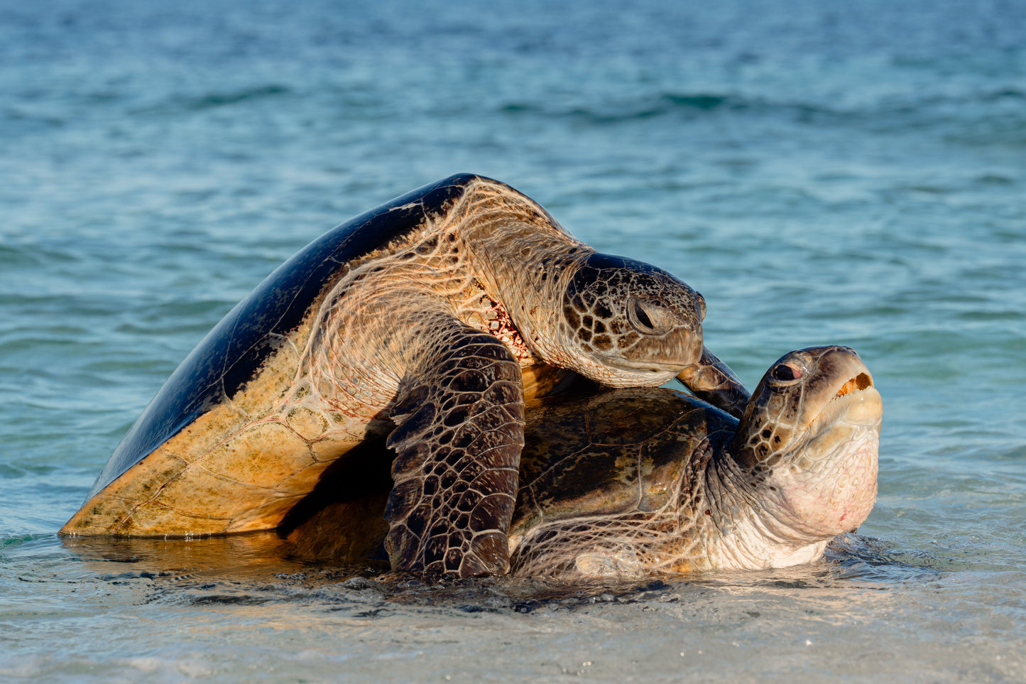 Heron Island - Turtle Nesting & Mating Workshop - 8th-14th November 2025