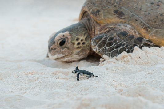 Lady Elliot Island Turtle Hatchling Expedition - February 2027