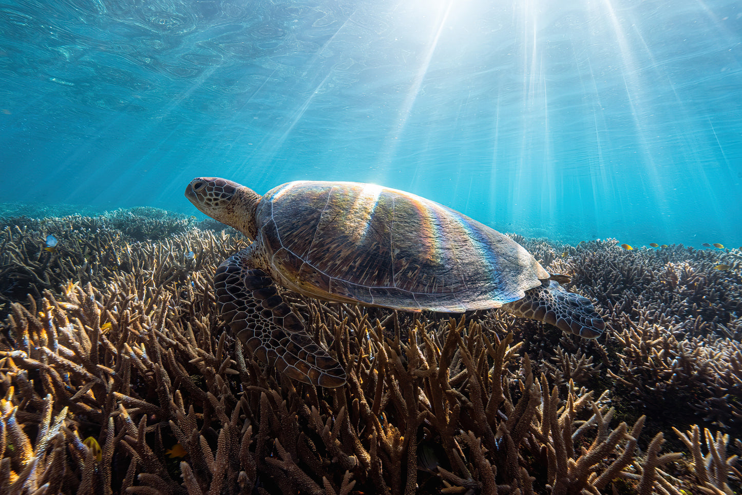 Lady Elliot Island Photography Workshop - November 2025