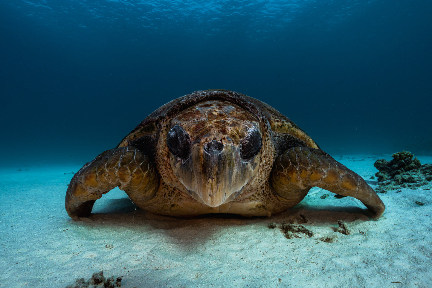 Lady Elliot Island Photography Workshop - November 2026