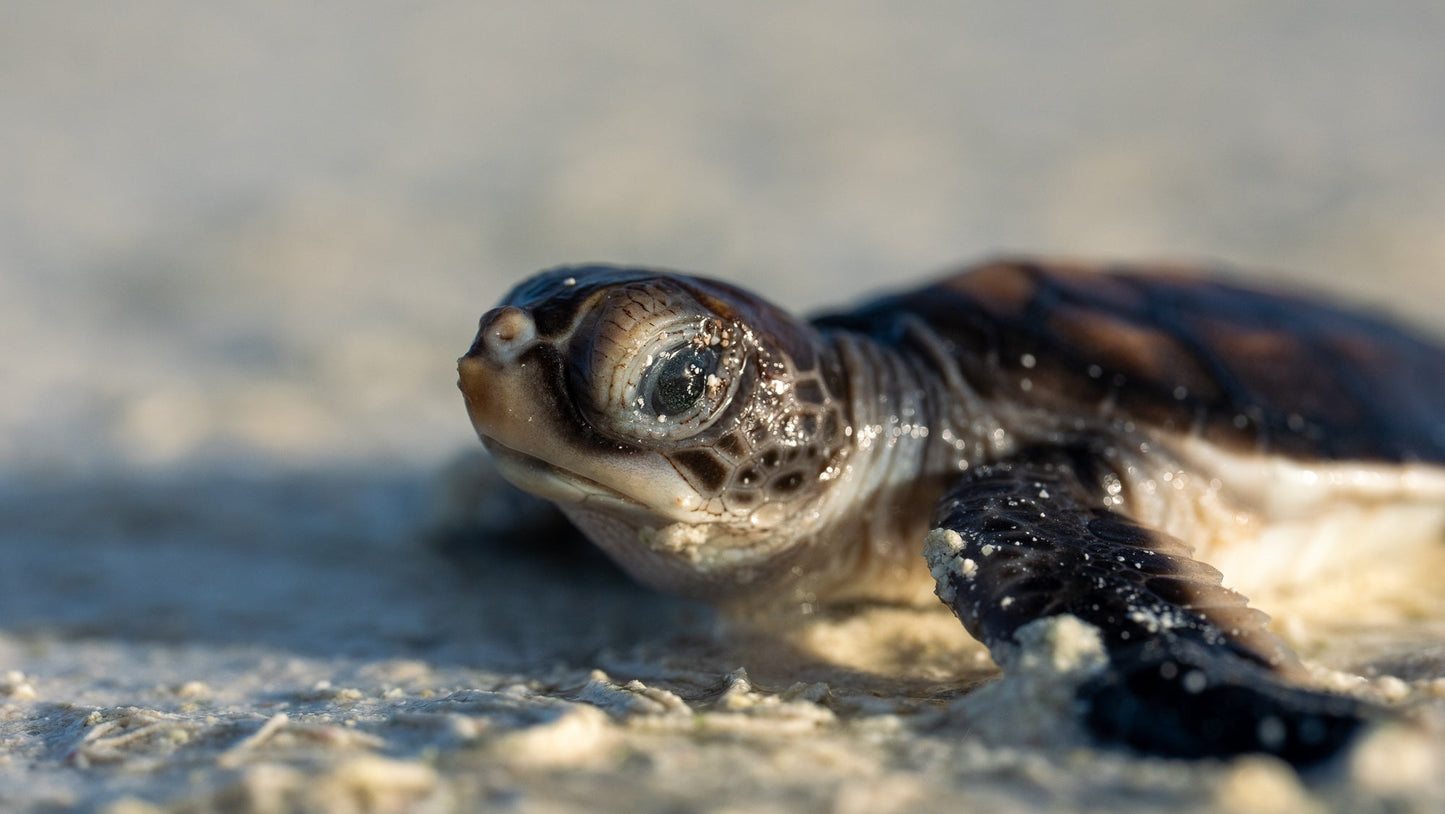 Heron Island - Turtle Hatchlings Workshop - 1st-6th February 2027