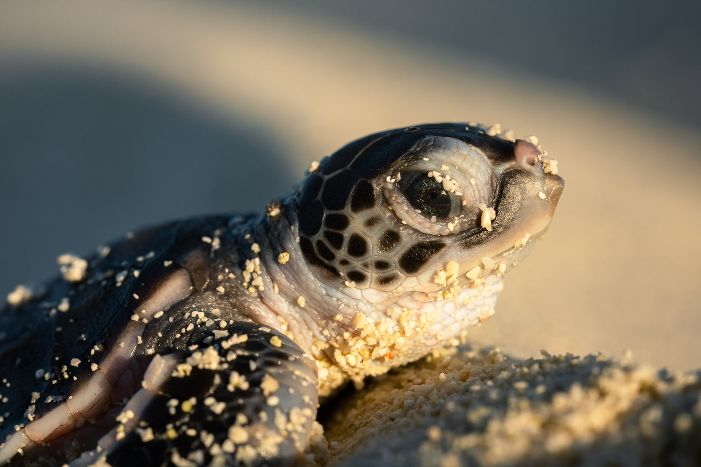 Heron Island - Turtle Hatchlings Workshop - 1st-6th February 2027